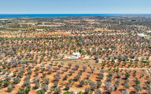 Casa Vita Bella: Baum, Vogelperspektive, Landschaft, Luftaufnahmen, Einfach, Grundstueck, Feld, Plantage, Boden