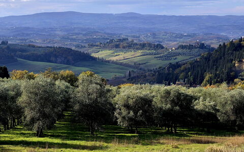Novellina: Baum, Natürlichen Umgebung, Gras, Natur, Blatt, Hügel, Natürliche Landschaft, Vegetation, Wiese, Einfach