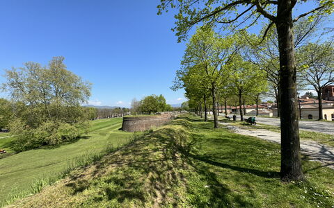 Al Civico 80: Himmel, Gras, Baum, Grün, Natur, Blatt, Ast, Natürliche Landschaft, Wiese