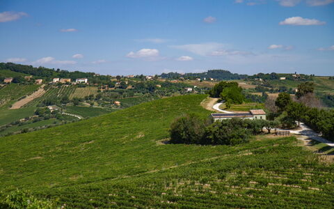 Villa Zena: Grün, Landwirtschaft, Feld, Plantage, Ländliches Gebiet, Einfach, Wiese, Landschaft, Grundstueck