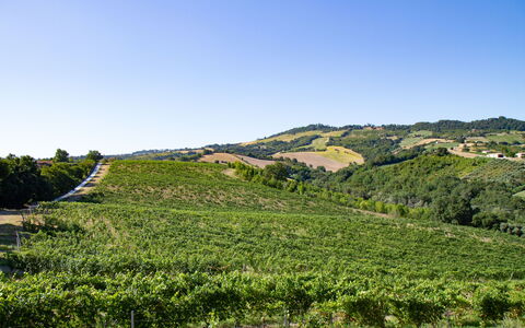 Zena Apartment: Grün, Hügel, Natürliche Landschaft, Landwirtschaft, Plantage, Feld, Hochland, Landschaft, Ländliches Gebiet