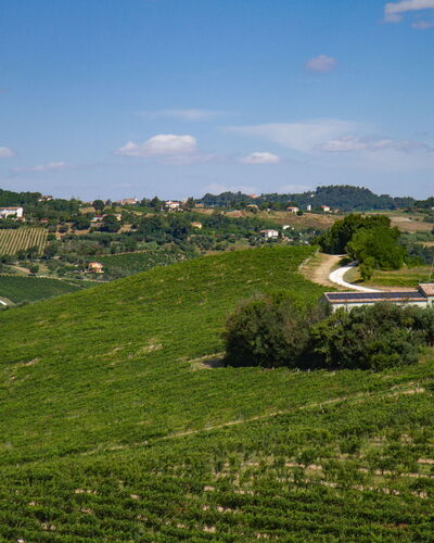 Zena Apartment: Grün, Landwirtschaft, Feld, Plantage, Ländliches Gebiet, Einfach, Wiese, Landschaft, Grundstueck