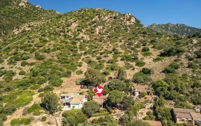 Pellicano