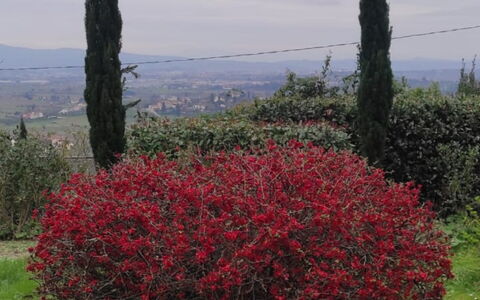 Villa Luce San Miniato: Rot, Blume, Strauch, Pflanzengemeinschaft, Frühling, Gehölz, Blühende Pflanze, Garten, Shrubland