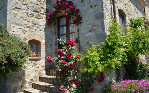 Agriturismo Bellavista, Private Pool, Val D'Orcia: Blume, Wand, Grün, Strauch, Blütenblatt, Rosa, Frühling, Steinwand, Garten