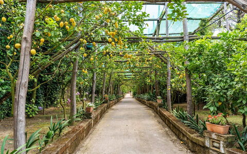Villa Romantic Garden: Garten, Botanischer Garten, Schatten, Walkway, Plantage, Orange