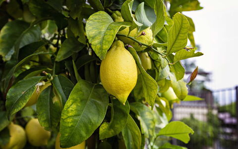 Casa Oscar: Obst, Grün, Produzieren, Gelb, Essen, Zutat