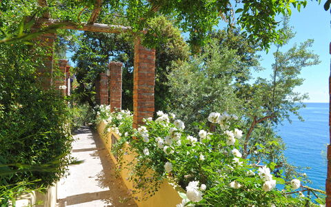 Little Mansour: Blume, Strauch, Frühling, Garten, Rose Family, Zaun, Botanischer Garten