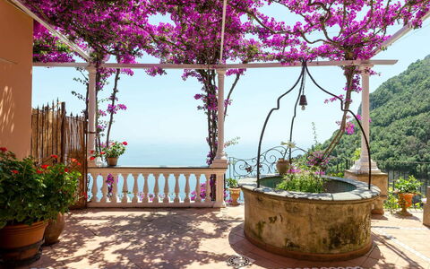 Casa Gemma: Blume, Rosa, Blumentopf, Frühling, Lila, Zimmerpflanze, Garten, Floristik