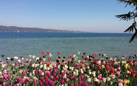 Villa Alina: Blume, Blütenblatt, Küsten Und Ozeanische Forms, Rosa, Meer, Frühling, Blühende Pflanze, Küste, Garten, Ozean