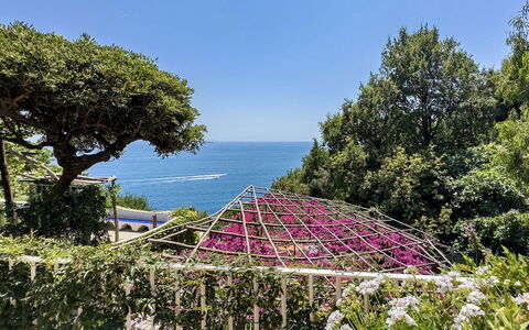 Villa Sole di Amalfi: Strauch, Garten, Botanischer Garten, Landscaping, Tropen, Blühen