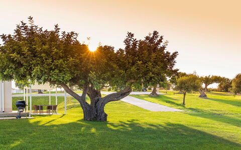 Green Hill: Gras, Blatt, Baum, Natur, Ast, Landschaft, Einfach, Wiese, Kofferraum, Rasen