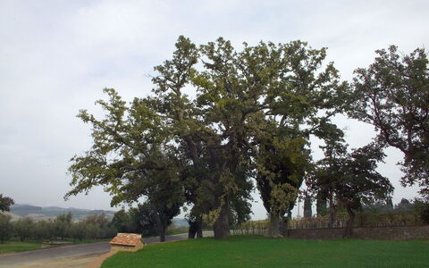 Villa Montichiello: Baum, Blatt, Ast, Kofferraum, Gehölz, Immergrün