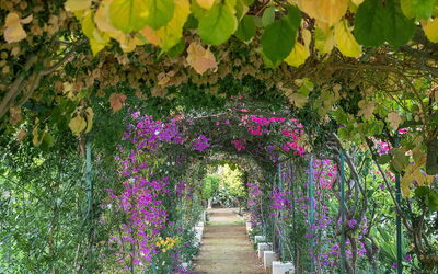 The Flower Garden