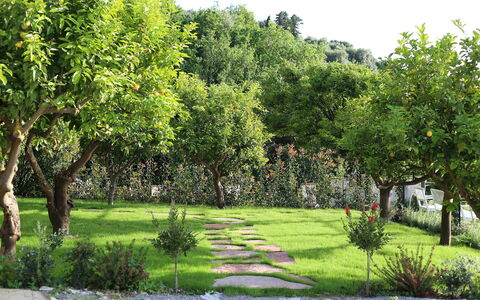 Mermaid Villa: Blatt, Strauch, Garten, Frühling, Gehölz, Rasen, Schatten, Garten, Hinterhof