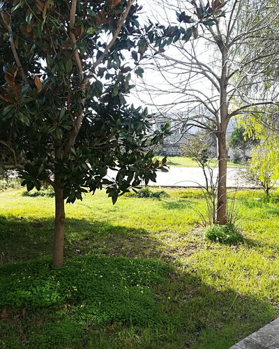 Noemi'S House in Otranto: Blatt, Ast, Strauch, Garten, Kofferraum, Gehölz, Rasen, Schatten, Landscaping, Garten