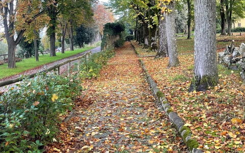 Loft Borgo Syrah: Blatt, Baum, Natur, Herbst, Kofferraum, Wald, Ground, Walkway, Gehölz, Weg