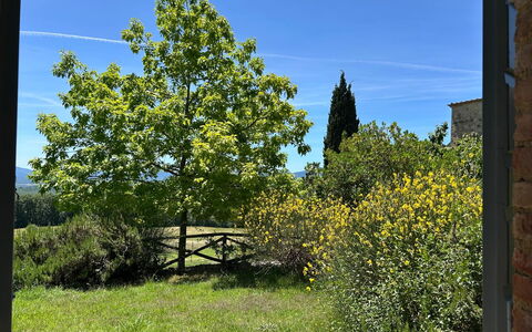 Casa Stella Serena, Casole D'Elsa, Pool: Grün, Blatt, Vegetation, Strauch, Pflanzengemeinschaft, Gehölz, Garten, Schatten, Landscaping, Plantage