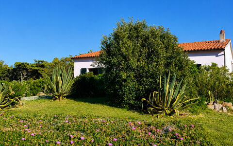 Villa Vignola: Blume, Vegetation, Strauch, Garten, Pflanzengemeinschaft, Ground, Wiese, Landscaping, Krautige Pflanze