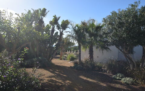 Punta Braccetto Fronte Mare: Blatt, Vegetation, Strauch, Garten, Pflanzengemeinschaft, Gehölz, Boden, Landscaping, Botanischer Garten