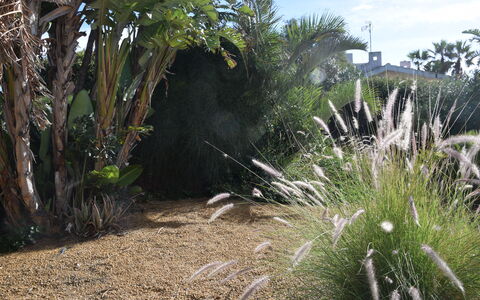 Punta Braccetto Fronte Mare: Strauch, Garten, Landscaping, Hinterhof, Botanischer Garten, Walkway