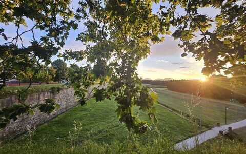 Alle Gardenie: Grün, Blatt, Natur, Gelb, Sommer, Landschaft, Sonnenlicht, Morgen, Feld, Zweig