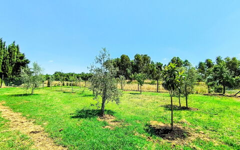 Scarlino 35: Baum, Gras, Einfach, Wiese, Grundstueck, Ländliches Gebiet, Pflanzengemeinschaft, Feld, Plantage