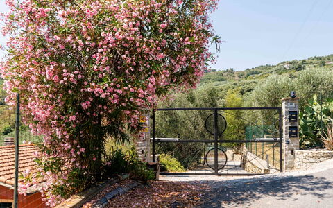 Orto di Silvia: Blume, Strauch, Rosa, Frühling, Garten, Zaun, Rose Family, Blühen