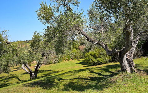 Villa le Cave 12: Baum, Gras, Blatt, Ast, Vegetation, Wiese, Strauch, Pflanzengemeinschaft, Einfach, Grundstueck