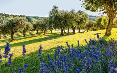 Casa Eugenia 8: Blau, Grün, Natürliche Landschaft, Wiese, Landschaft, Einfach, Wiese, Feld, Ground