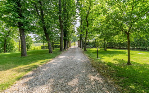 Tenuta Schiavon Barrero 12: Blatt, Grün, Baum, Natur, Ast, Natürlichen Umgebung, Vegetation, Natürliche Landschaft, Weg, Kofferraum