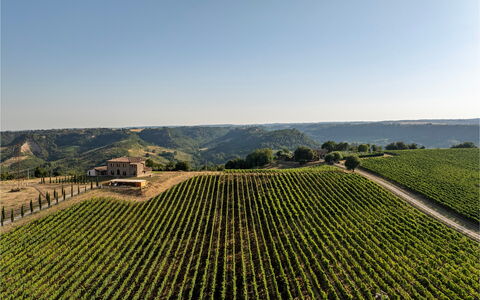 Tenuta Orsini 9+3: Landwirtschaft, Feld, Plantage, Ländliches Gebiet, Landschaft, Einfach, Grundstueck, Ernte, Bauernhof, Weinberg