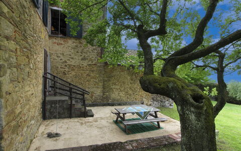 Olivo: Gras, Haus, Zuhause, Ländliches Gebiet, Hütte, Bauernhaus, Estate, Wiese, Rasen, Landscaping
