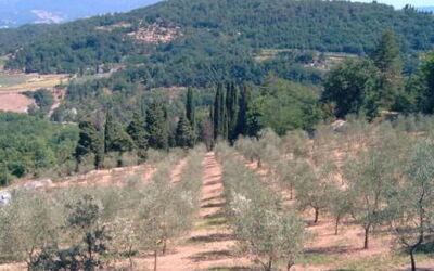 Casale Essenze