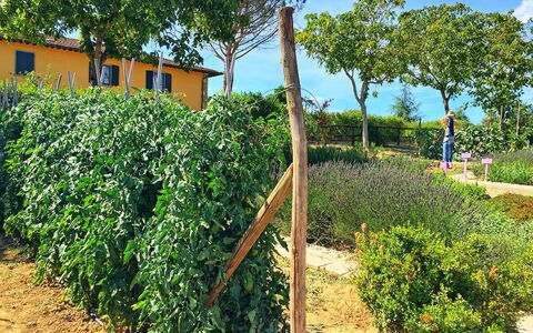 Podere Sant'angelo: Pflanze, Baum, Grundeigentum, Strauch, Plantage, Grundstueck, Landwirtschaft, Bauernhof, Ernte, Blume
