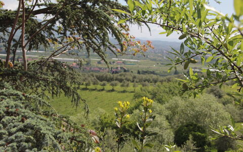 Villa Pedone: Vegetation, Natur, Baum, Pflanze, Blume, Pflanzengemeinschaft, Botanik, Frühling, Wild, Shrubland