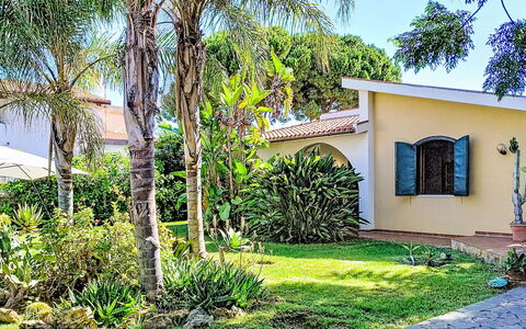 Orchidea: Baum, Strauch, Wohngebiet, Garten, Haus, Zuhause, Schatten, Gehölz, Landscaping