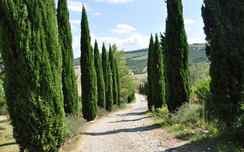Le Querce Di Campocane: Baum, Vegetation, Grün, Biome, Natürliche Landschaft, Pflanze, Gehölz, Natürlichen Umgebung, Naturschutzgebiet, Strauch