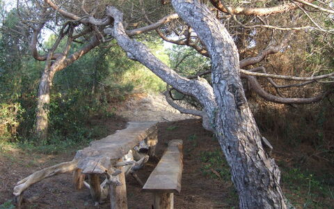 Appartamento - Le Finestre: Baum, Wald, Naturschutzgebiet, Gehölz, Pflanze, Kofferraum, Wald, Ast, Holz, Tierwelt